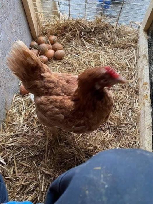 Puicuțe outoare de 11 luni