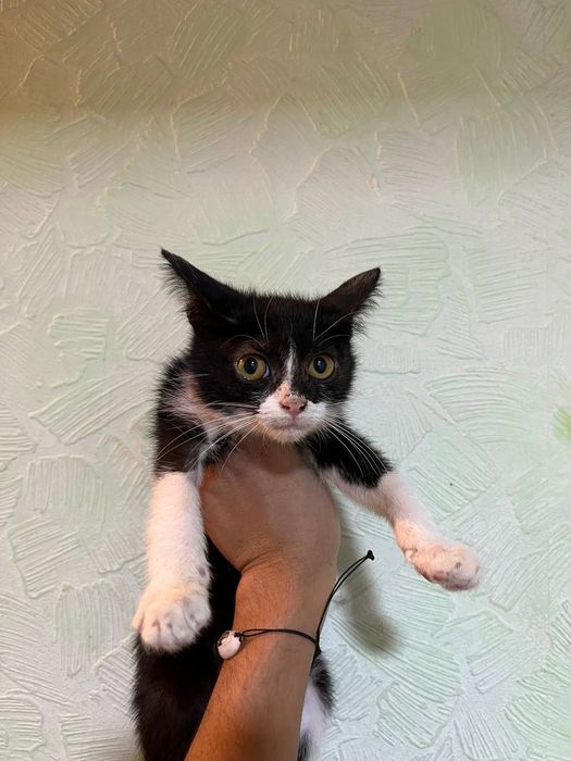 КОТЯТА! Отдам милых котят в добрые руки!