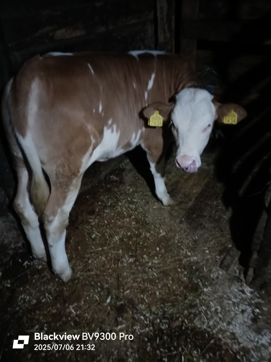 Vând vițea de 12 săptămâni