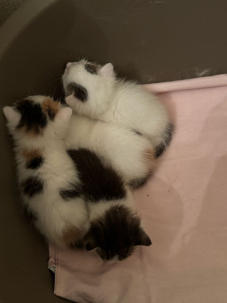 Отдам котенка девочку