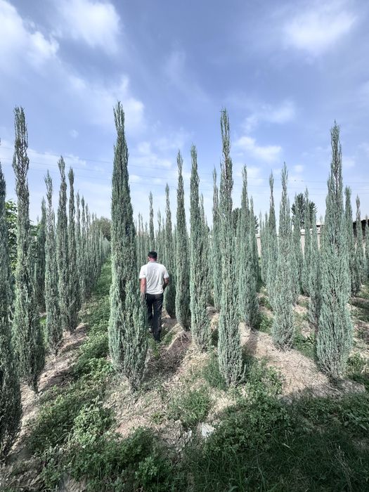 Dekarativniy daraxtlar va archalar