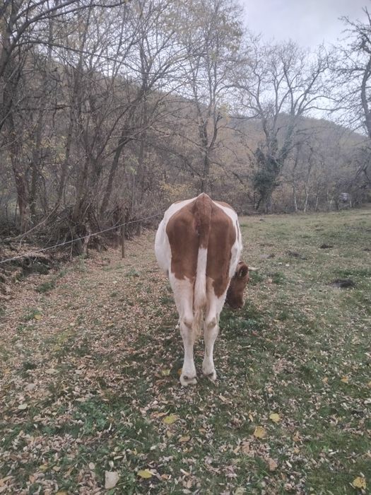 Vaca de vanzare pt abator