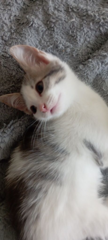 Отдам котят бесплатно