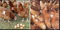 Găini ouătoare  11-12 luni