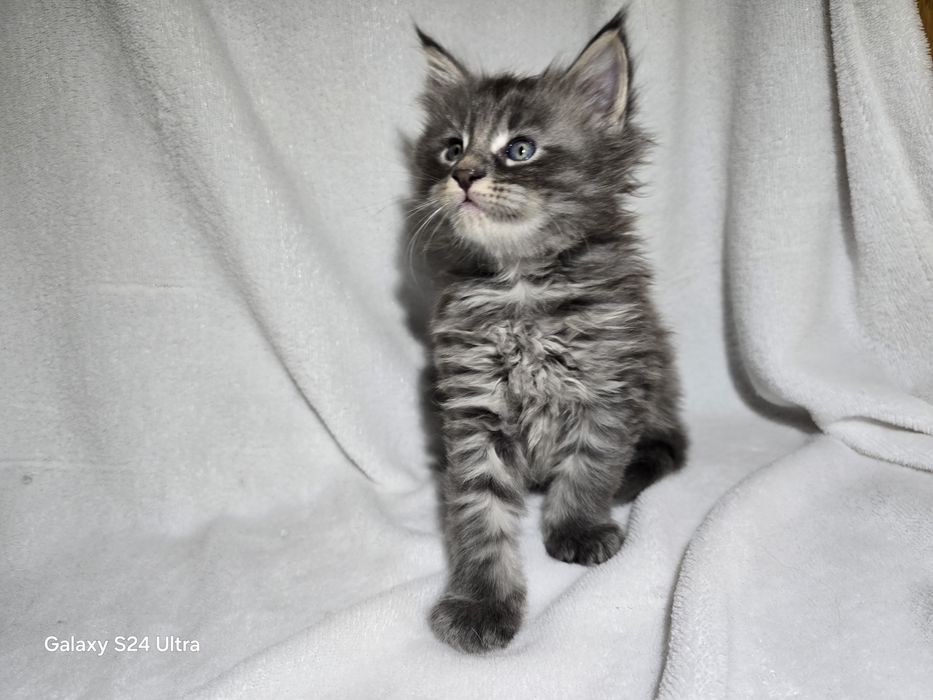 Maine coon Maine coon