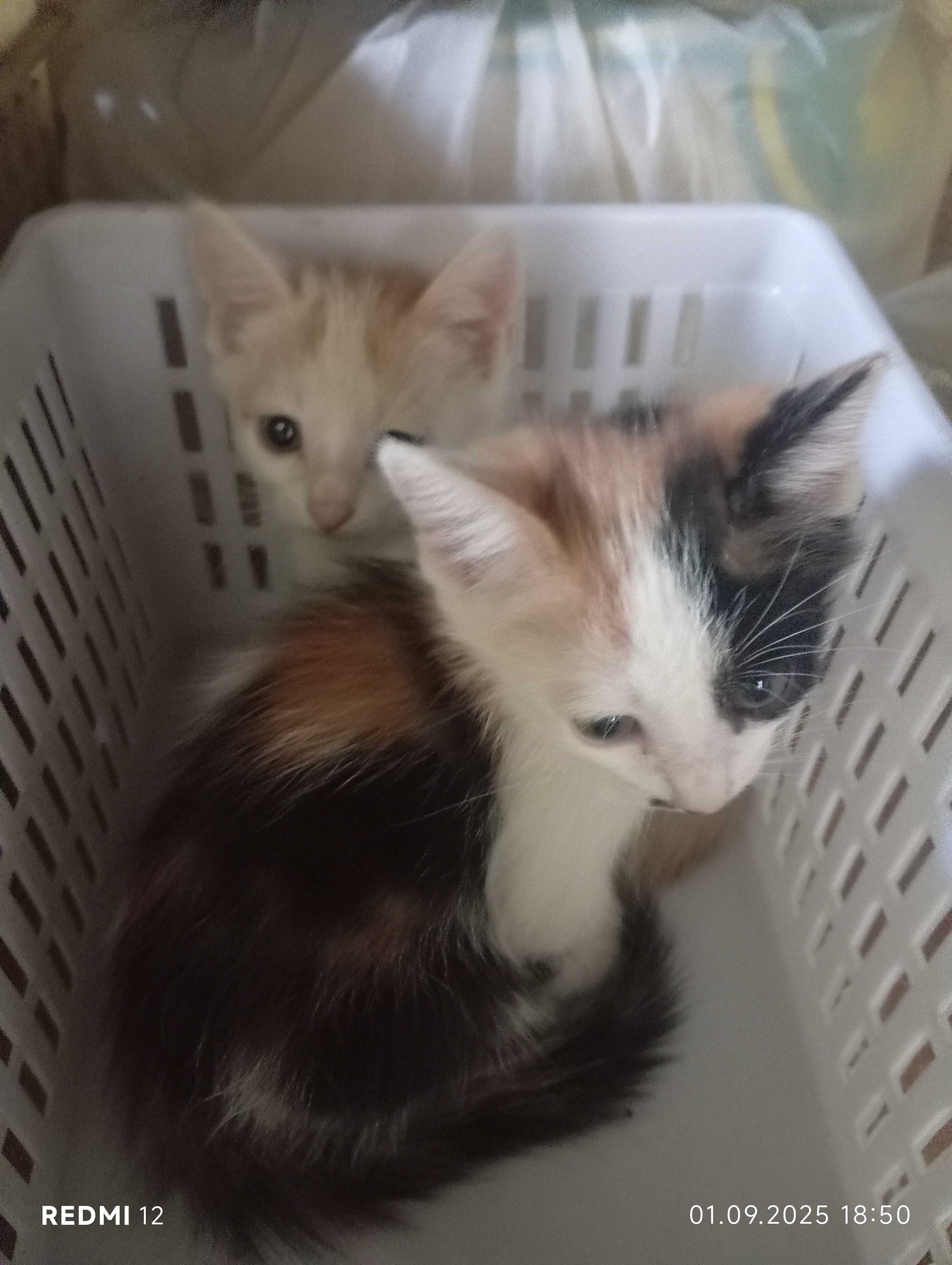 Котенок местной породы