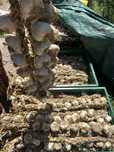 Usturoi românesc de grădină – natural, fără tratamente