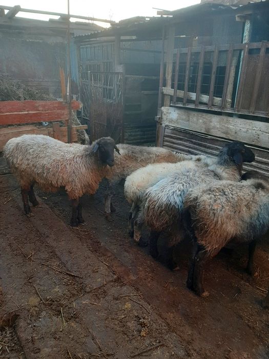 Қойлар сатылады.