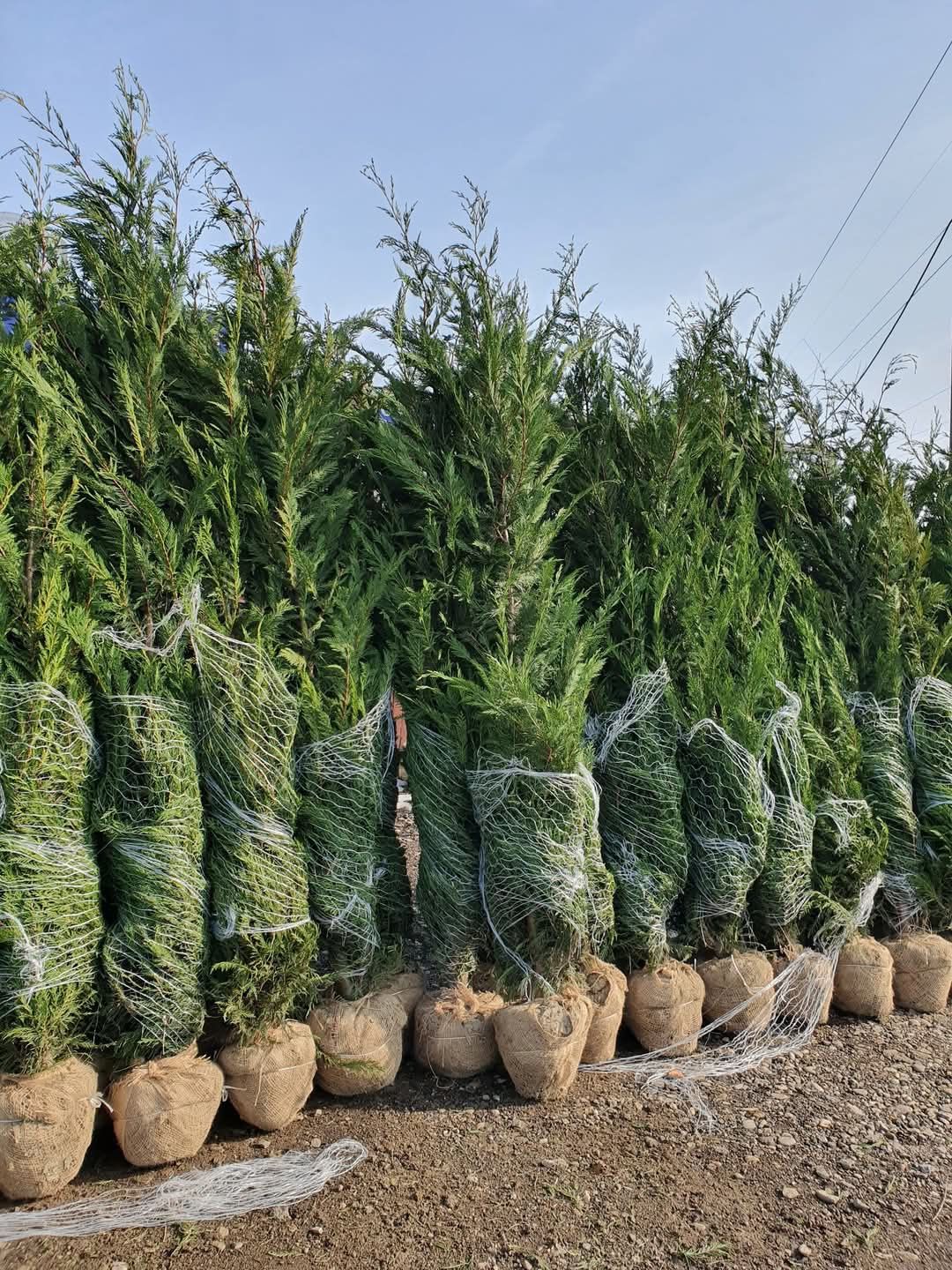 Vând tuia leylandii suntem producător oferim livrare gratuita în toată