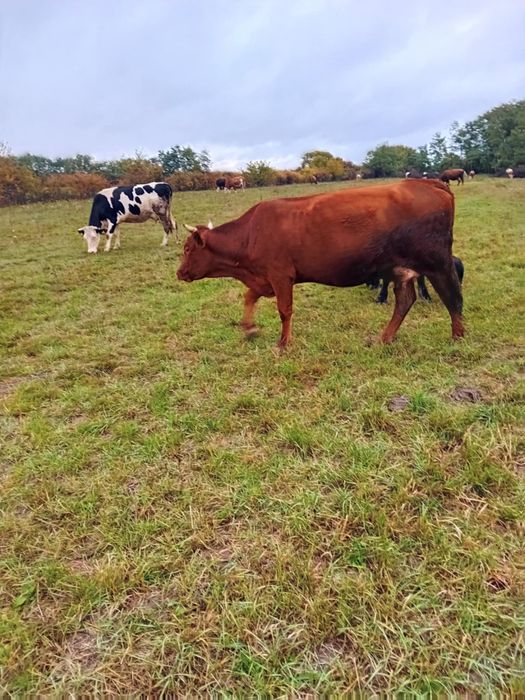 Vaca tanara la a doua fatare
