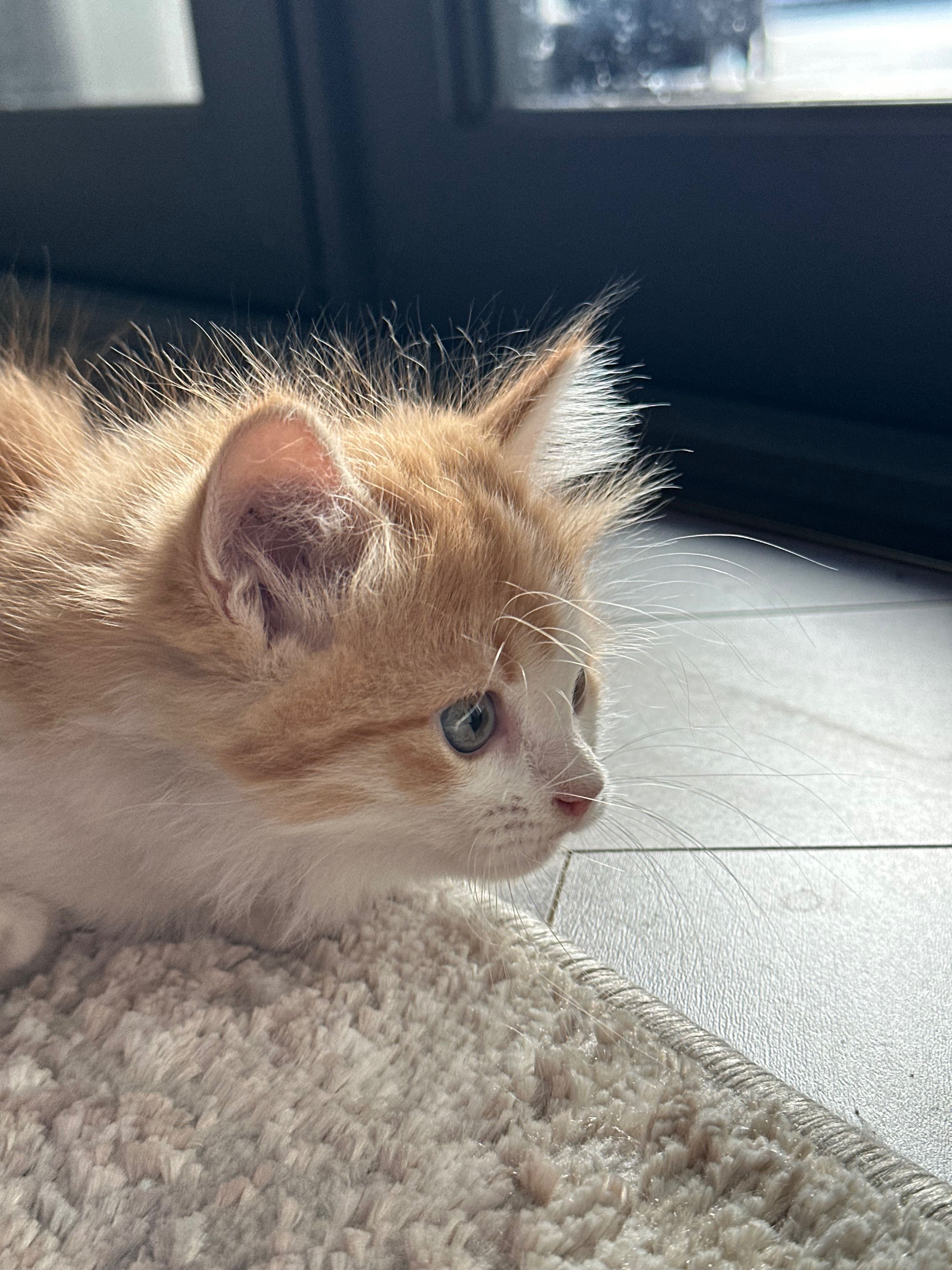 Манчкин (котенок породы манчкин)