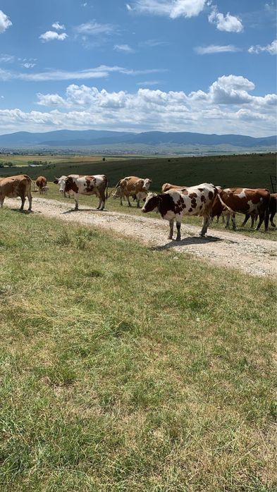 Vaci de lapte baltata romaneasca si juninci