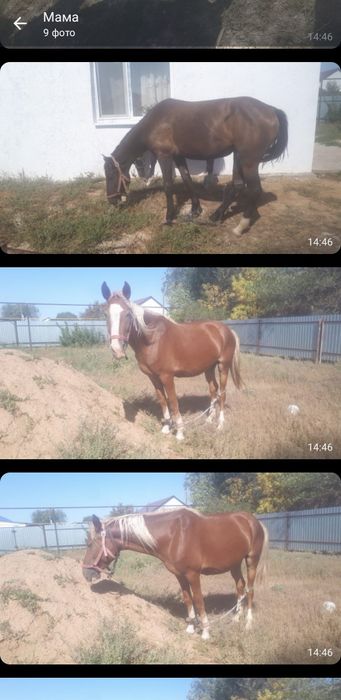 Продам лошадь с жеребенком,кобылку!