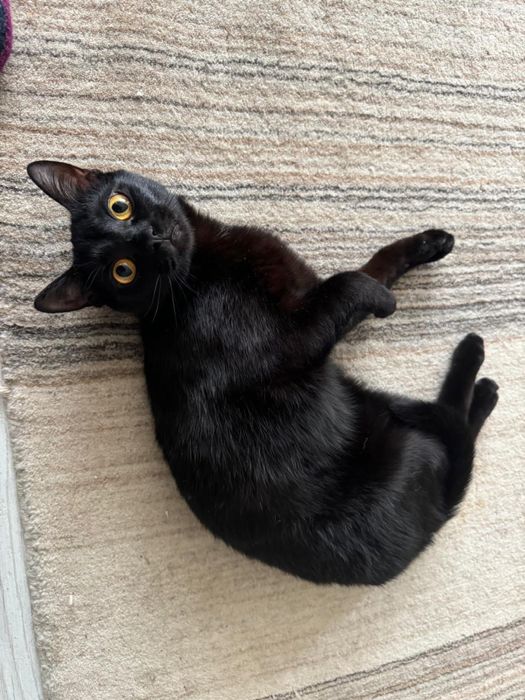 Отдам в добрые руки