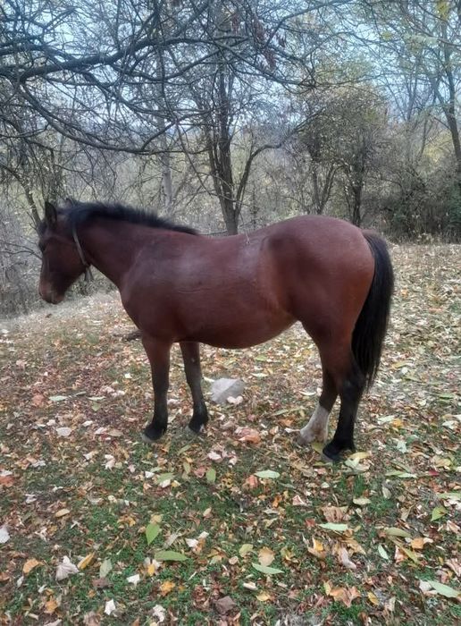 Manza de vanzare 1 an si 6luni