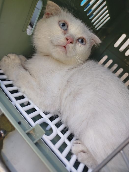 Скотиш фолд кузи мовий ранг киз бола мушукча сотилади