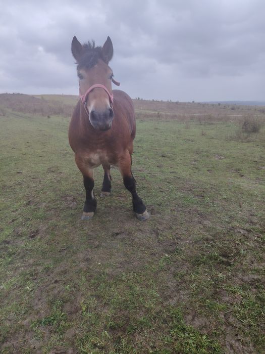 Mânză, Schimb Cu armăsar negru!