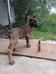 Ciobănesc Belgian Malinois