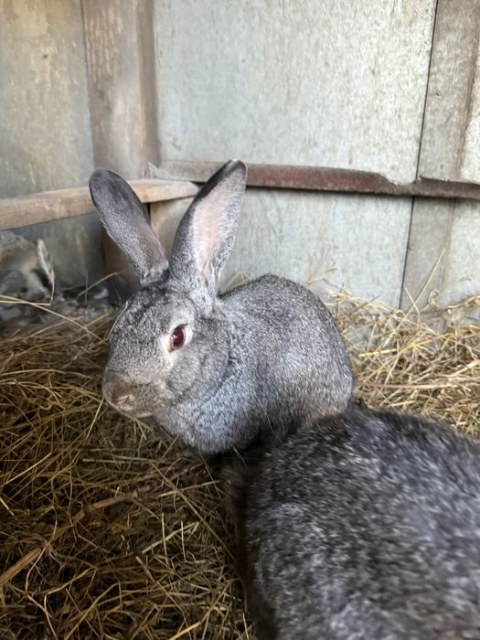 Pereche iepuri comuni colorati