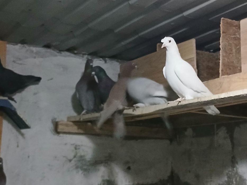 Көгершіндер сатылады кйтайски ойншы