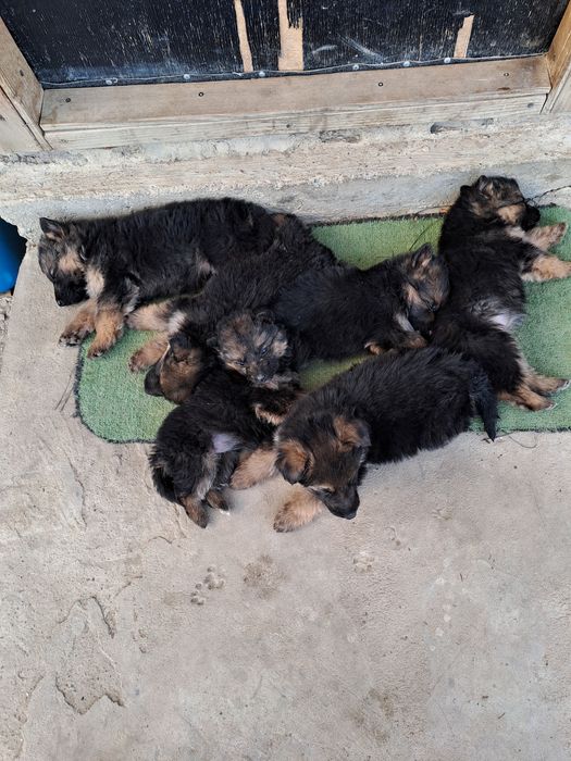 Продава Немска овчарка