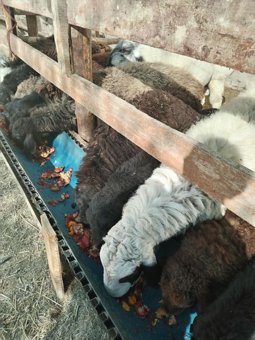 Лвлалалвдвлаалвлвлвлввь