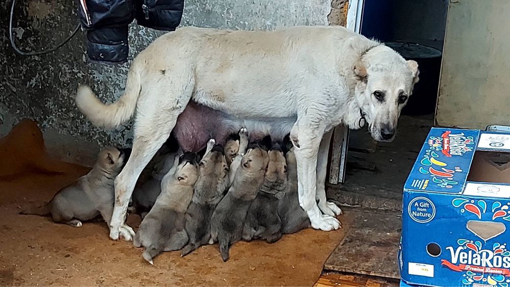 Продавам малки кученца Кангал (С Доставка)