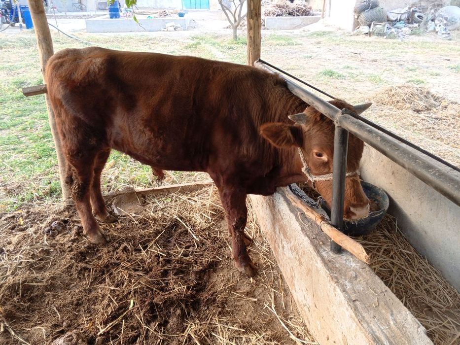 Manashu buqa sotiladi narxi