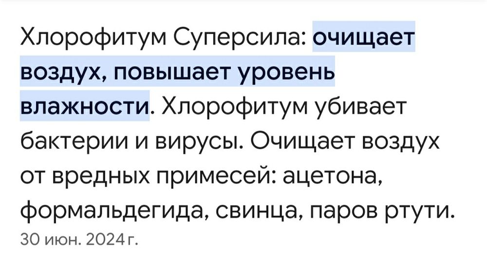 Хлорофитум растение