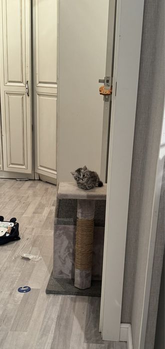 Шотландская кошка