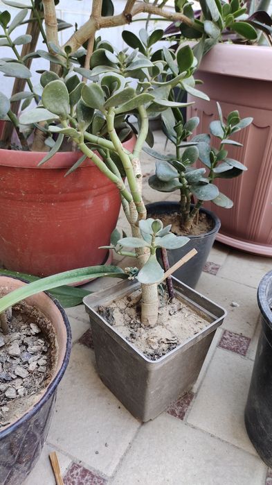 Продается денежное дерево