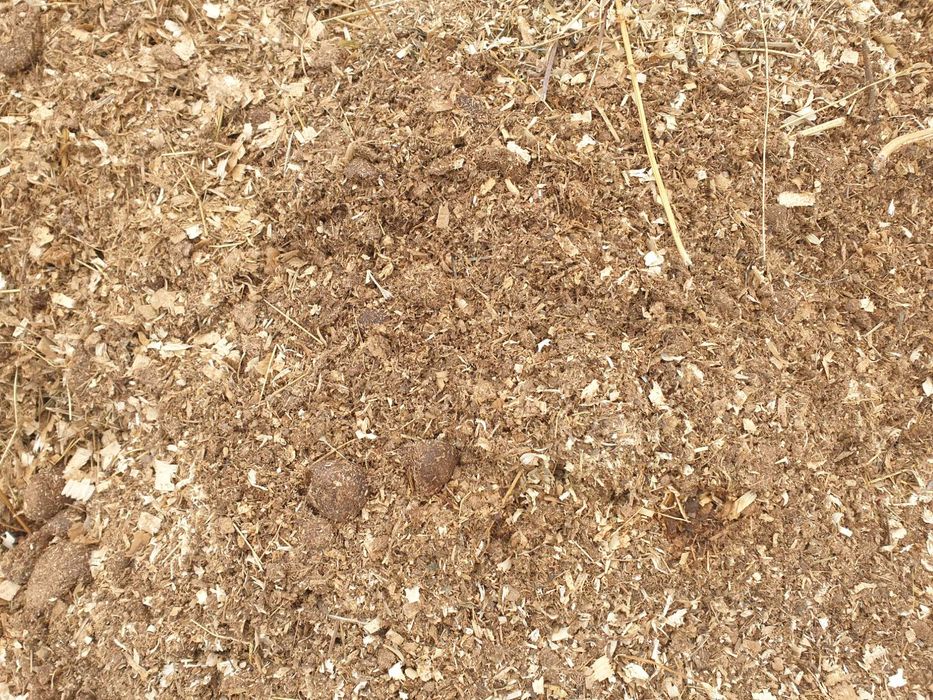 Gunoi de grajd balegar de cai cu rumegus ingrasamant natural
