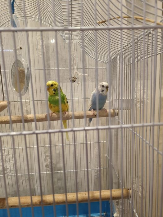 Colivie perusi completa