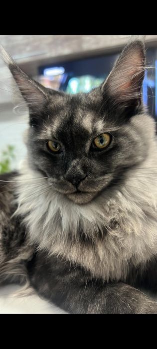 Maine coon Maine coon