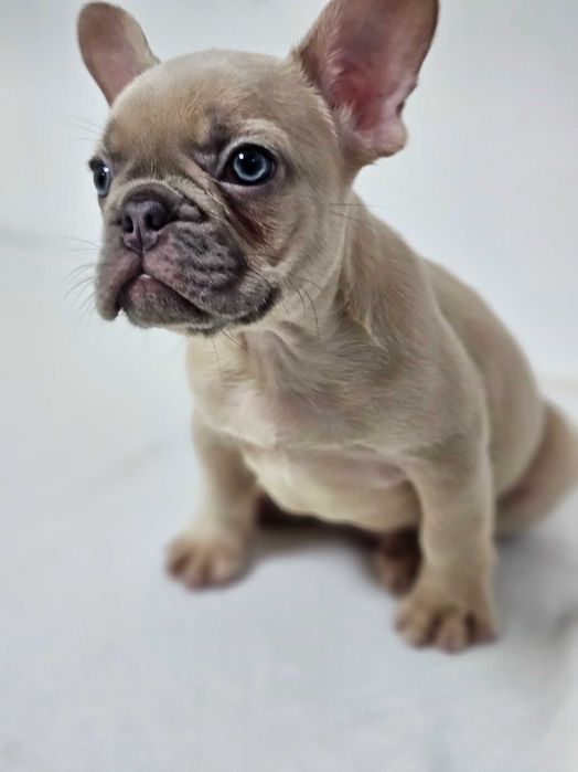 Mascul Bulldog francez
