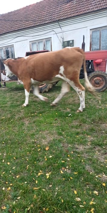 Vand juninca de stantă