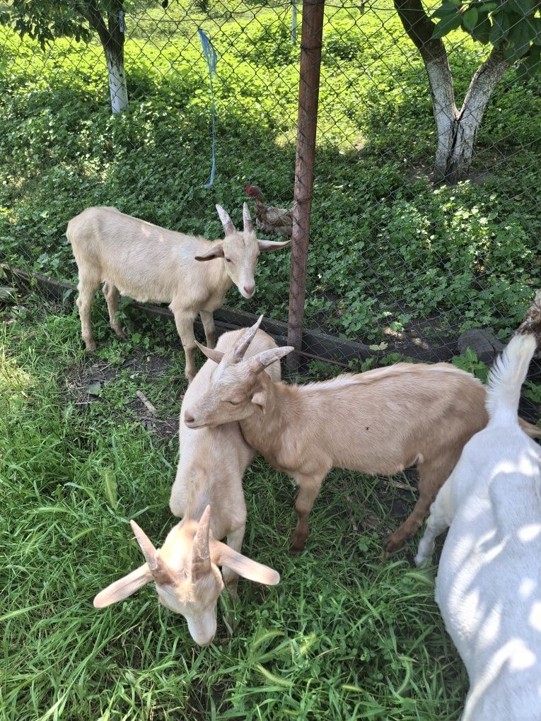Vand tapi de rasa