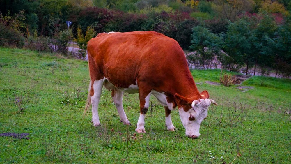 Vacă de  vânzare sau schimb cu oi
