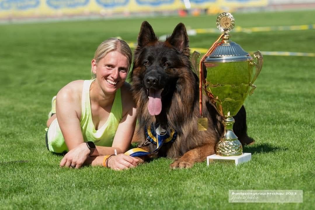 Mascul ciobănesc german de vânzare