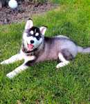 Pui Husky Siberian femela, părinți campioni multipli