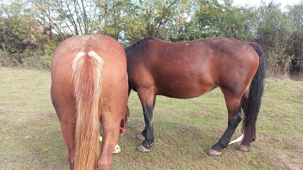 Manza de vânzare de un an și 7 luni