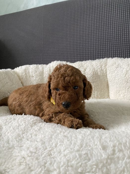 Той пуделчета той