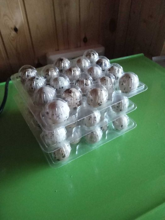 Яйцо перепелиное домашнее