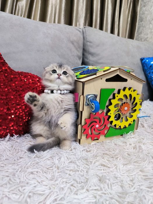 Продаются шикарные котята породы Скоттиш фолд