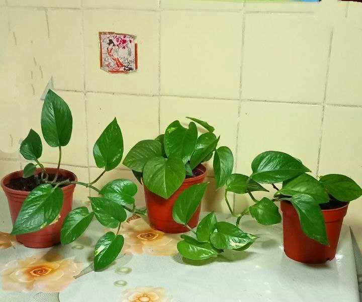 Продам. Эпипремнум - сциндапсус золотистый