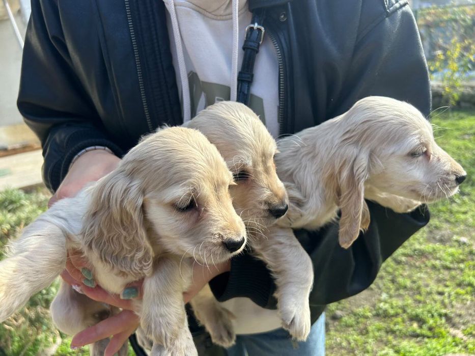 Кокер шпаньол бебета