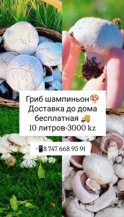 Грибы шампиньоны