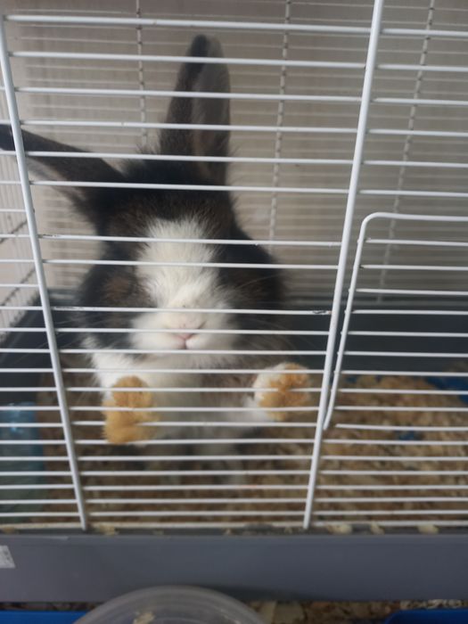 Подарявам зайче без кретката