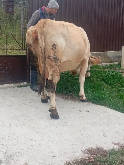 Vind juninca de3ani ani ci vremea împlinită de fatare