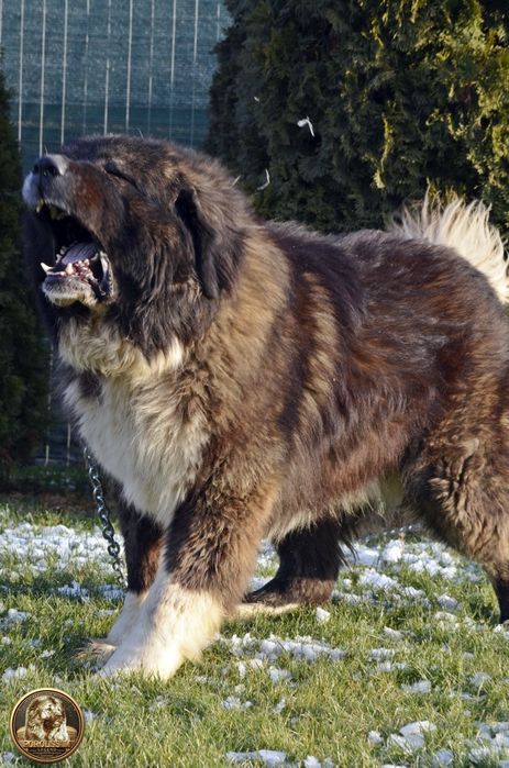 Mascul ciobănesc caucazian